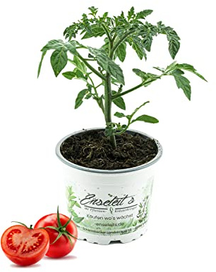 Tomatenpflanze Harzfeuer F1, Tomaten Pflanzen, Pflanze, Frische Gemüsepflanzen
