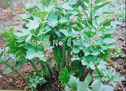 Home Garden Plant 30 Seeds Lovage Medicinal Herb Heirloom Levisticum Officinale Maggie Plant Seeds