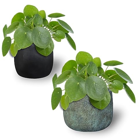 Groots Pack 2 Pilea Peperomioides - Planta Natural del Misionero o del Dinero de Interior - Decorativa e Ideal para Hogar u Oficina - Maceta Ø 12 cm - Maceta de Cerámica NO incluida