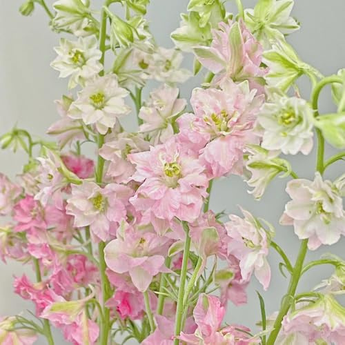 semi resistenti di delphinium to perenni, decorazione autunnale di delphinium di perenni resistenti balcone, decorazione giardino 65pcs