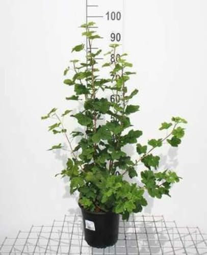 Ribes sang. 'King Edward Vii' - Groseillier Sanguin, Grosselier À Fleurs, Faux Cassis 50-60 cm en pot