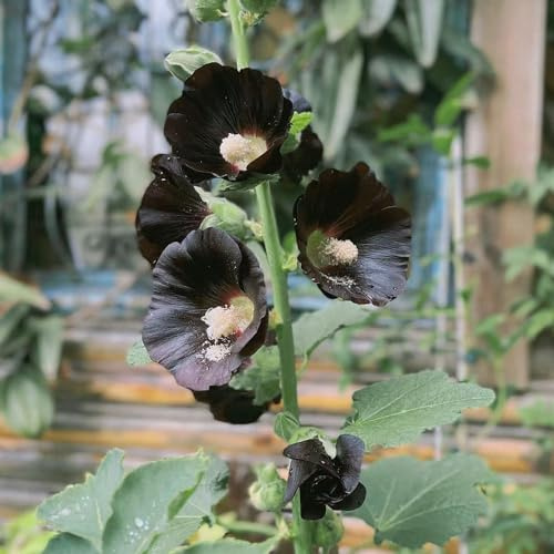 semillas de malva real - malvas reales de balcón originales malva loca jardín balcón ornamentales lugares soleados semillas tapizantes, 1500semillas