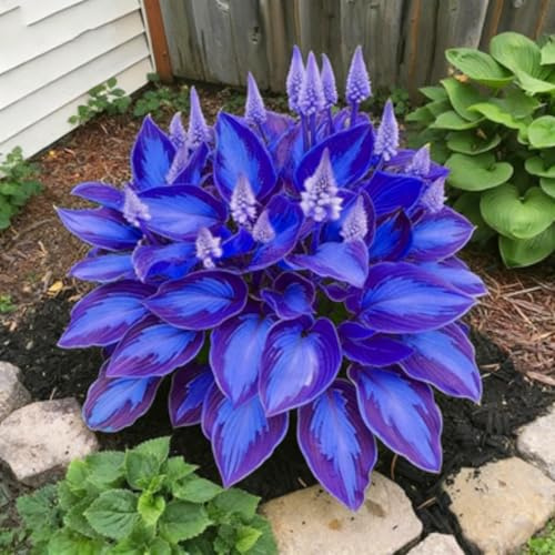 Kältebeständige Hosta Funkie – Die pflegeleichte Hosta ist auch für Einsteiger bestens-6Wurzeln-H