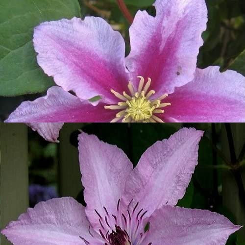 2 x Clematis Kletterpflanzen: Clematis Hagley Hybrid & Piilu - Rosa, Mehrjährig & Winterhart | 2 x 1,5 Liter Töpfe