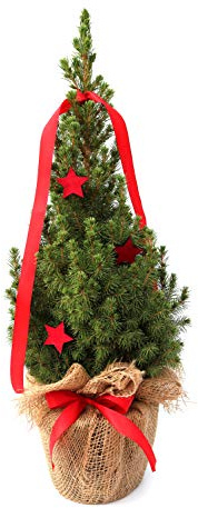 Zuckerhutfichte Picea glauca Conica 40-50 cm im Topf winterhart | Festliche Dekoration, Jute mit Schleife, 3 rote Sterne, immergrün, pflegeleicht, für draußen, im Topf gewachsen