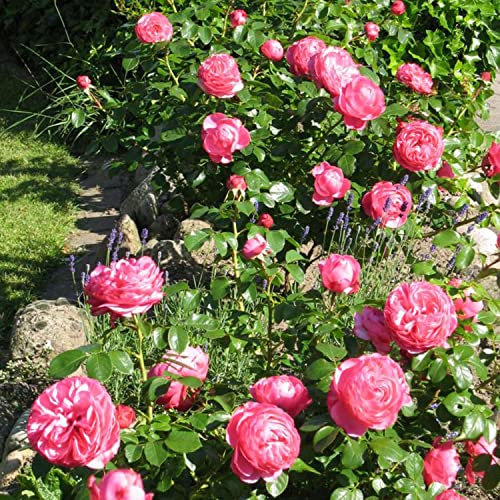 Nostalgische Strauchrose 'Sansibar'