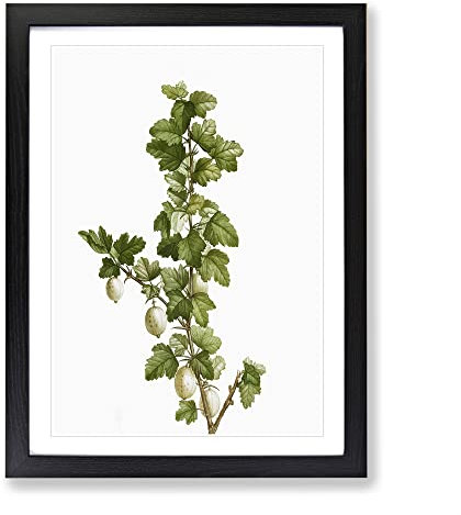 Gooseberry Bush By Pierre Joseph Redoute Vintage Framed Wall Art Print, Ready to Hang Picture for Living Room Bedroom Home Office Décor, Black A4 (34 x 25 cm)