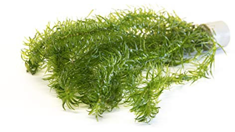 Lincolnshire Pond Plants Ltd Egeria Najas - Tropical Aquarium Plants - Oxygenating Plant Aquarium, Fish Tank, Live Plants for aquascaping, Tropical Aquatic Plants.