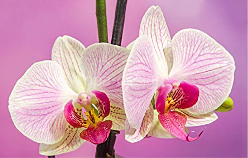 Sticker Autocollant Mural Orchidée - SRPA0010 (60x40cm)