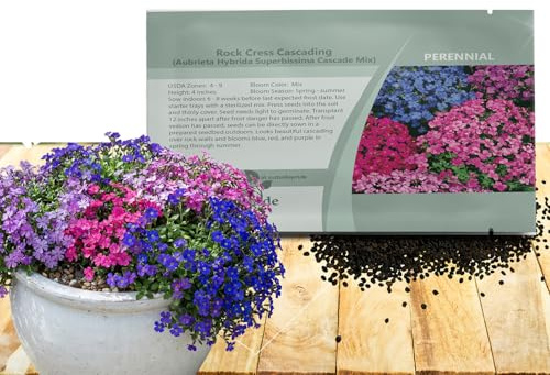 Outsidepride Cascade Mix Aubrieta Rock Cress Seeds - 2000 Pcs Perennial Flower Seeds, Easy to Grow, Low Maintenance, Cascading & Low Growing, for Baskets, Rock Walls, or Ground Covers