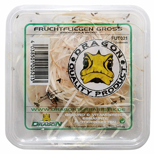 Dragon Drosophila hydei ca. 500ml Dose - Haustierfutter für kleine, junge Reptilien und Amphibien - Geschmacklos - 0.5g
