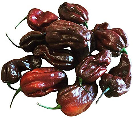 Habanero Chokolate 10 Samen (Ultrascharfe und seltene Chili)