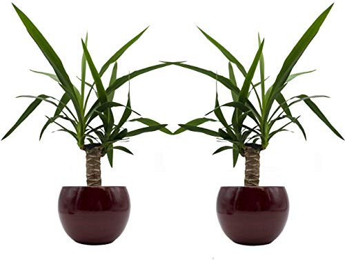 Yucca-Palmen-Duo mit handgefertigtem Keramik-Blumentopf Cresto Rot - 2 Pflanzen und 2 Dekotöpfe