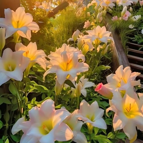 Lilium Resistenti al freddo,adattabilità,Giglio Bianco,Unico.(Steli grandi,senza semi,non artificiali)-6pezzi-N