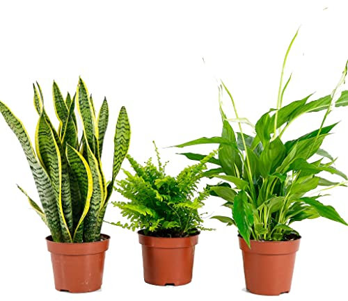 Plantas Purificadoras del Aire: Sansevieria + Helecho + Lirio de la Paz