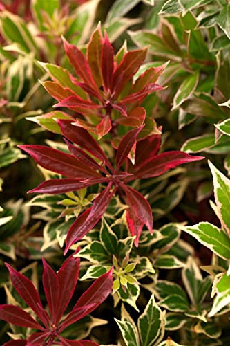Pieris japonica 'Flaming Silver' 20-25 cm – Immergrün, Winterhart & Pflegeleicht – Japanische Lavendelheide – Zierstrauch für Kübel & Gartenbeet
