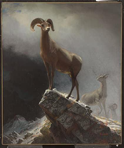 NAAYRASA Bekannt Leinwand Wandkunst Wandmalereien Kunstwerk Bergschaf oder Big Horn von Albert Bierstadt Wand-Kunst Bild für Office Home Decor 60x90cm