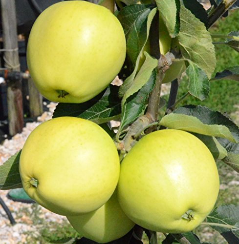 Weißer Klarapfel, Sommerapfel Syn. Roggenapfel Buschbaum ca. 110-140 cm 9,5 Liter Topf Unterlage M26