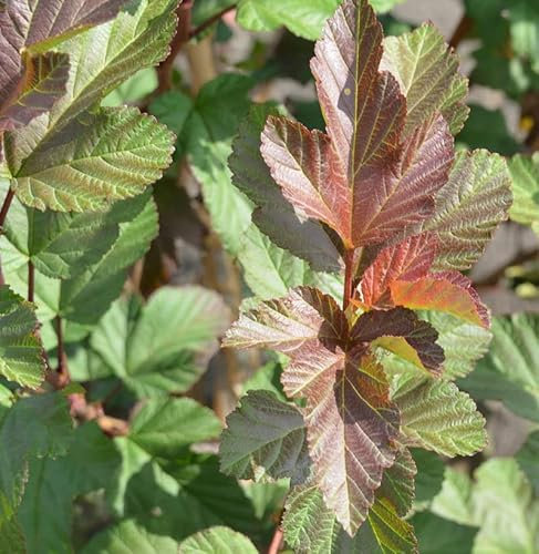 Hochstamm Blasenspiere Magic Ball 100-125cm - Physocarpus opulifolius - lebende Gartenpflanze aus den Baumschulen