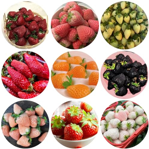 semillas de fresa - de jardín rocas con Fresas - Semillas resistentes balcón sostenibles verdes, interior resistentes con 1500semillas