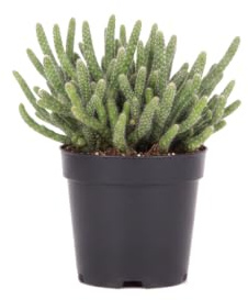 Rhipsalis Baccifera Horrida Cactus Colgante para Regalo Vegetal DECOALIVE Planta Natural Maceta 9 cm Diámetro Altura 10 cm