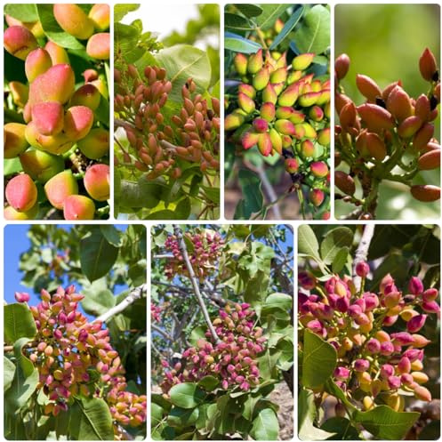 pistacho comprar semillas, balcón, para jardin comprar, 10pcs
