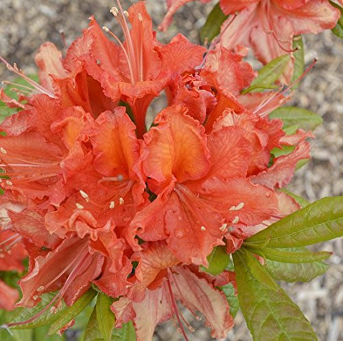 Azalea deciduous 'Hotspur Red' 17cm Pot Size