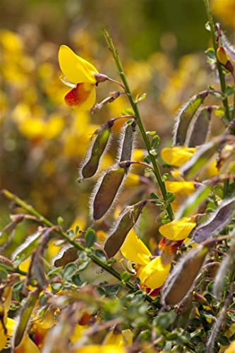 Cytisus scoparius 'Jessica' 30-40 cm – Winterhart, Mehrjährig, Pflegeleicht – Besenginster – Zierstrauch für Garten & Beet