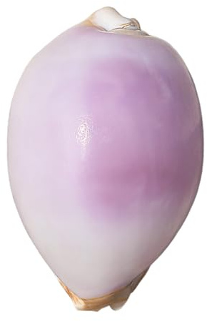 Grand coquillage naturel de la plage de la mer, Escargot blanc violet naturel rare véritable coquillage de mer conque décoration marine coquillage fait à la main festival de mariage grands cadeaux(6cm