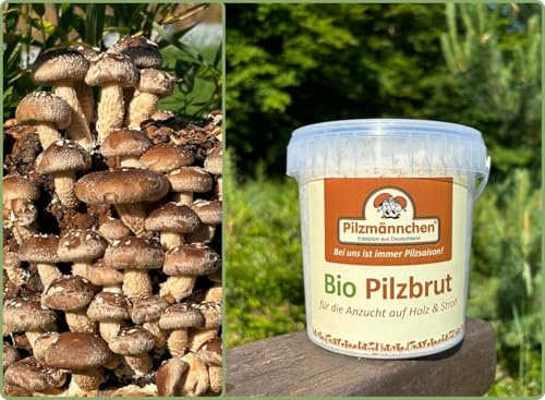 Bio Shiitake Substratbrut - Pilze selber züchten