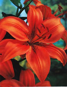 GARTHWAITE NURSERIES® : - 12 Orange Oriental Lily Bulbs Trumpet-Shaped Highly Fragrant Garden Perennial