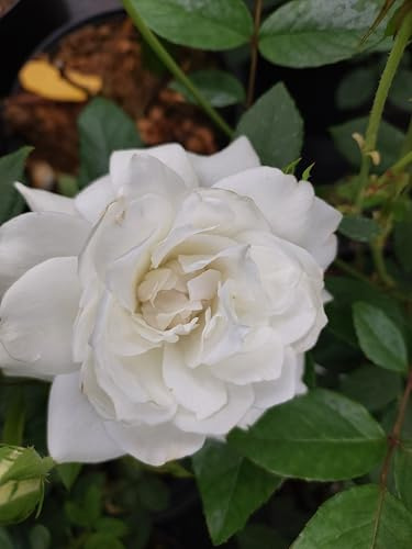 Schneewittchen, edle Strauchrose in strahlendem Weiß Co