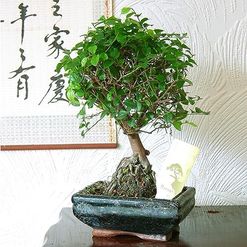 Sageretia - Árbol bonsái en maceta de cerámica (Sageretia theezans): cautivadora elegancia de ciruela dulce para entornos de jardín interiores y exteriores, potencial de poda artística, hojas y frutas