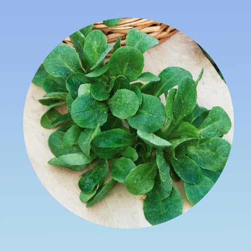 5 grammes graines de mâche verte de cambrai - environ 750 graines -