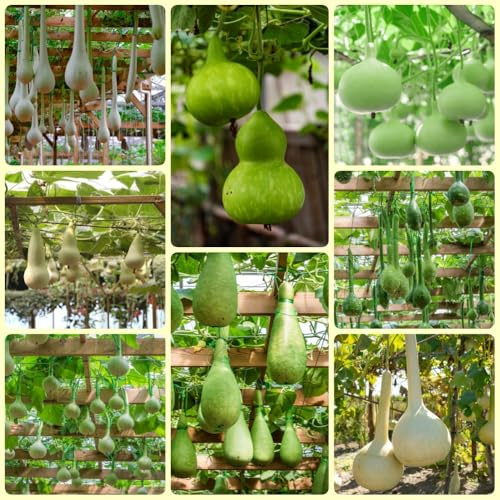 KalebassenSamen, geschenk für gartenliebhaber Flaschenkürbis, pflanzensamen gemüsesamen alte sorten wintergemüse 80pcs