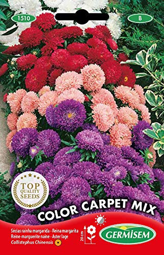 Germisem California Wonder Graines de Tournesol 4 g EC1530 Multicolore