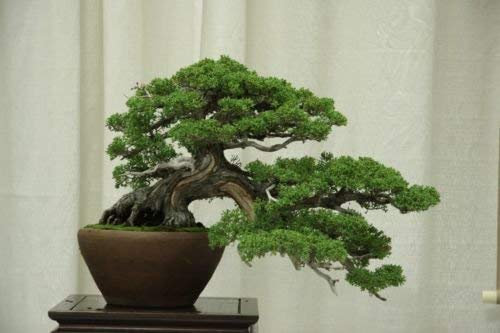 25 Semi Cinesi Ginepro, Juniperus Chinensis, Bonsai