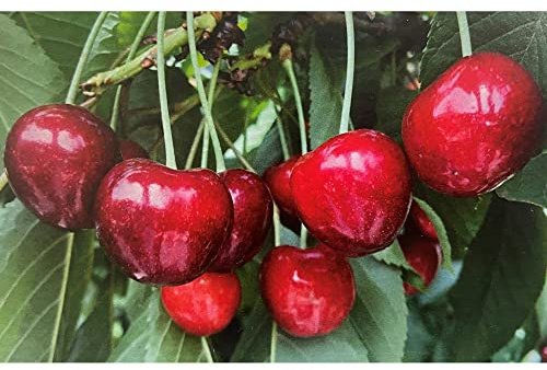 Vivai le Georgiche - Pianta vera di Ciliegio Ferrovia Prunus avium 'Ferrovia' - vaso Ø 20 cm - altezza alla vendita 160-180 cm