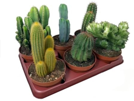 Pack de 6 Cactus de Colección, 20-30 cm, Maceta 13 cm | Mix de Cactus Variados, Especies Diferentes y Únicas, Apreciadas por Forma, Espinas y Flores