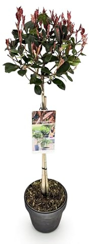 Glanzmispel Photinia fraseri Little Red Robin Ziergehölz Staude ca. 90 cm | immergrün und winterhart, für Beet und Kübel, bienenfreundlich, robuster Wuchs
