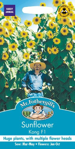 Mr Fothergills - Pictorial Packet - Flower - Sunflower Kong F1-20 Seeds