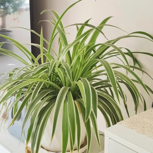 Acquista semi di ragno, d'appartamento che purificano l'aria da interno semi di esotiche d'appartamento facili da curare vecchie varietà ufficio resistenti 150pcs