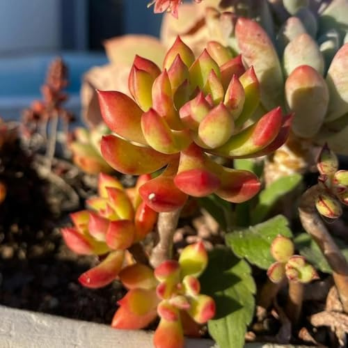 semillas de sedum cobertura del suelo - interior para balcón o invernadero orgánicas, raras 50pcs
