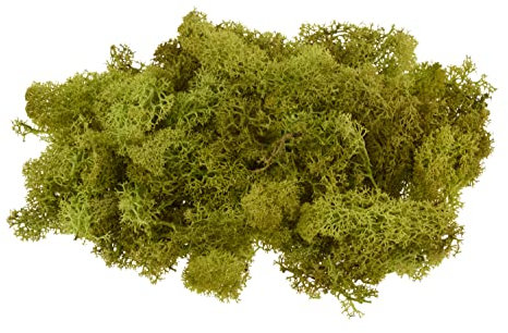 Wiedenmann 100g echtes Islandmoos, Modellierbar, Dekoration, Modellierung, Maigrün, 100g, Naturprodukt