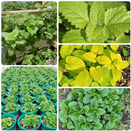 Semillas de melisa - productos sostenibles Melissa officinalis - exóticas semillas de cocina semillas de medicinales 500pcs