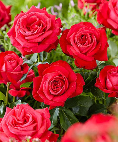 Rosa grandiflora 'Dame de Coeur'-cad.-Rose