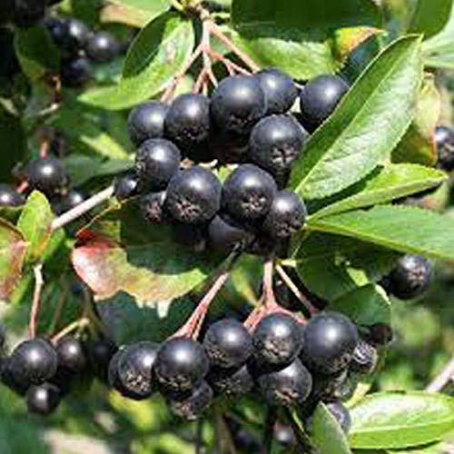 Apfelbeere - Aronia Melanocarpa - 40-60 cm Topf: Dunkle Früchte