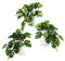 PASCH® 3er Set Monstera künstlich (20cm) in weißen Keramiktöpfen: künstliche Pflanzen wie echt | Monstera Pflanze künstlich | Kunstpflanze hängend im Topf | Hängepflanze künstlich abgestimmt