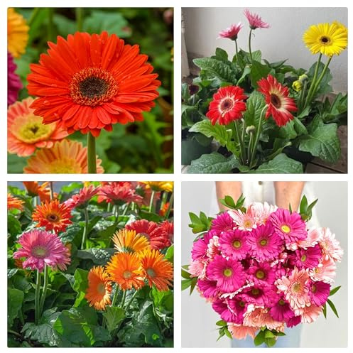 Semi di Gerbera Miscuglio di Colori, 10 Semi per Prato e Giardino, Fioritura Abbondante per Aiuole e Bordature