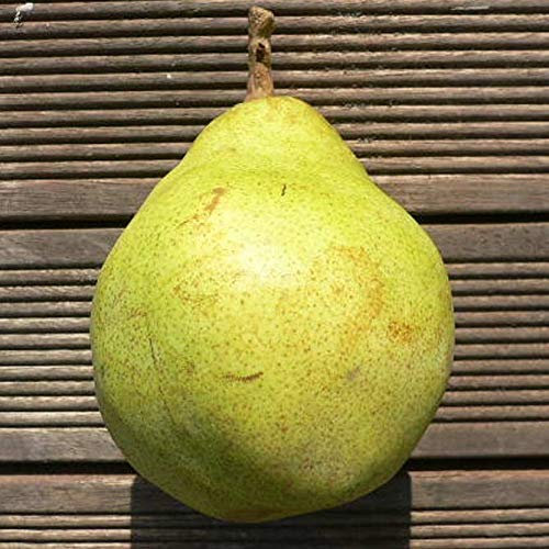 Vereinsdechantbirne Birnenbaum Winterbirne Lagerbirne Birne Buschbaum